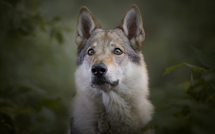 Saarlooswolfhond, grigio soffici cane, sguardo curioso, animali domestici, cani, Saarloos lupo cecoslovacco