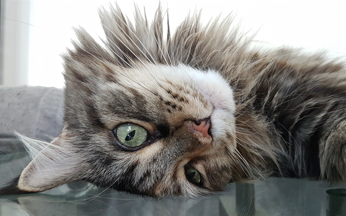 ダウンロード画像 メイン州coon 4k 灰色猫 近 ふかふかの猫 かわいい動物たち グレーメイン州coon ペット 猫 国内猫 メイン州coon猫 フリー のピクチャを無料デスクトップの壁紙