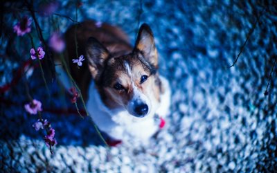 Welsh Corgi Cardigan, lindo perro con orejas grandes, fondo azul, las flores, el perro