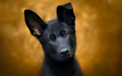 黒いドイツの羊飼い, 子犬, ボケ, 黒犬, かわいい動物たち, ドイツの羊飼い, 犬, ジャーマンシェパードドッグ