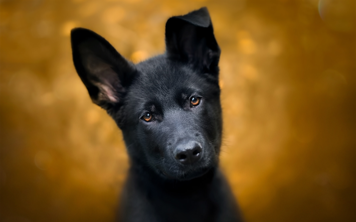 Download wallpapers Black German Shepherd, puppy, bokeh, black dog