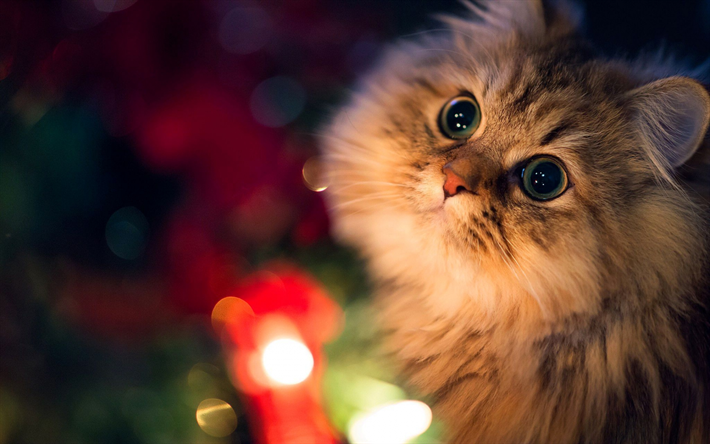 Persian Cat, bokeh, close-up, fluffy cat, cats, domestic cats, pets, Persian