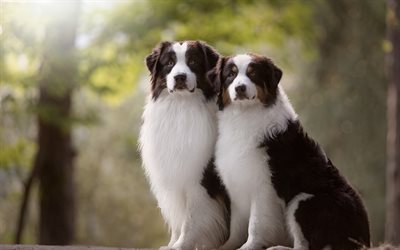 Border collie, white black cute dog, pets, fluffy dogs, forest, blur, dogs