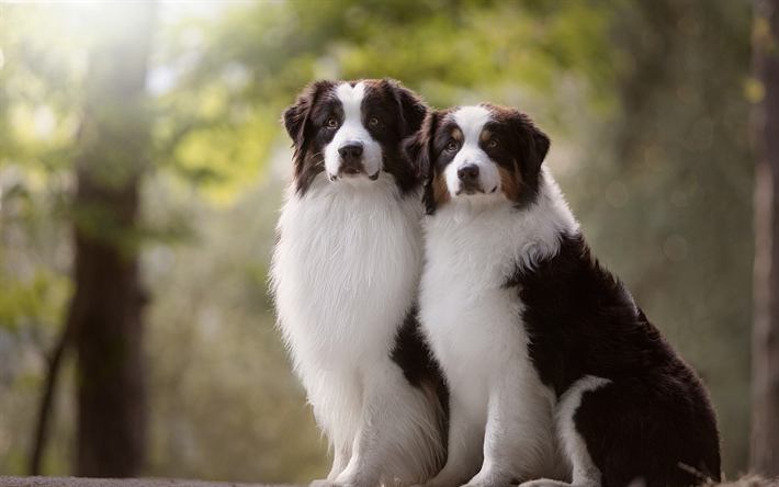 Border collie, blanco negro lindo perro, mascotas, esponjoso perros, el bosque, el desenfoque, perros