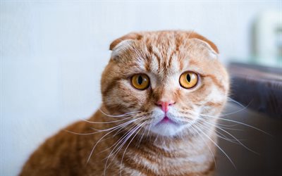 scottish fold gato, grandes olhos bonitos, ginger cat, animais fofos, animais de estima&#231;&#227;o, gatos