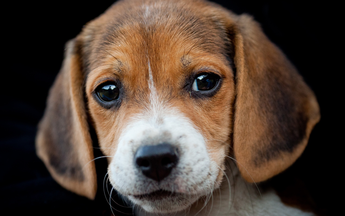 Beagle, close-up, lindo perro, mascotas, perros, cachorro, animales divertidos, Perros de raza Beagle