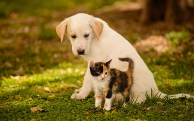 cute friends, labrador and kitten, puppy and kitten, cute animals, pets, dogs, cats, golden retriever