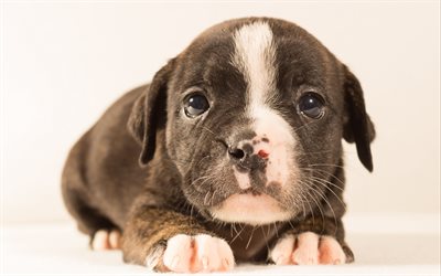 Staffordshire Bull Terrier, puppy, close-up, dogs, cute animals, pets, Staffordshire Bull Terrier Dog