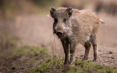 small wild boar, wildlife, forest, road, wild animals, pigs