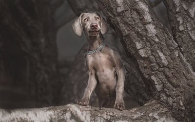 Weimaraner, 少しグレーのパピー, かわいい犬, 子犬, ペット, 森林, 犬