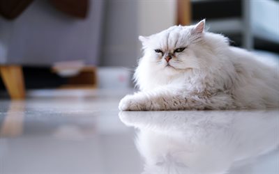 Persian cat, white fluffy cat, pets, displeased look, cute animals, cats