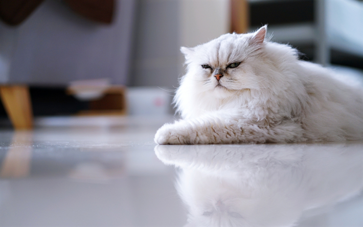القط الفارسي, القط أبيض رقيق, الحيوانات الأليفة, تبدو مستاء, الحيوانات لطيف, القطط