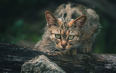 European wildcat, forest, wildlife, big green eyes, cats