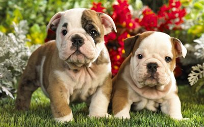 英語のブルドッグ, 子犬, かわいい動物たち, ペット, 花, 英語のブルドッグ犬, 面白い犬