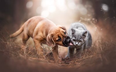 brown puppy und einem grauen k&#228;tzchen, niedliche tiere, katze und hund, freundschaft, haustiere, wald, hunde, katzen, britisch kurzhaar-katze