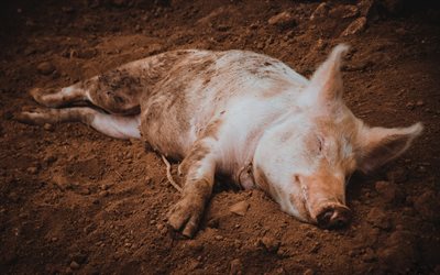 gros cochon, de dr&#244;les d&#39;animaux, la ferme, les porcs, fatigu&#233; de porc