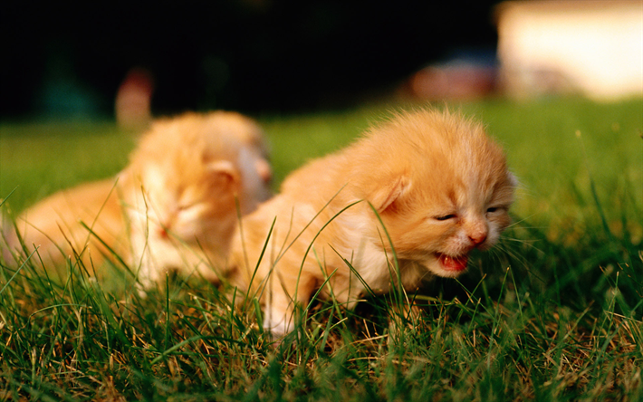 piccoli gattini zenzero, piangendo gattino, simpatici animali, piccoli gatti, animali, verde, erba, gatti
