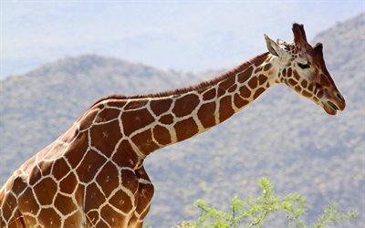 giraff, Afrika, vilda djur, stor giraff, l&#229;nghalsade djur