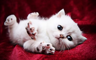 Persian Cat, kitten, white cat, blue eyes, fluffy cat, cats, domestic cats, pets, Persian