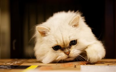 Persialainen kissa, pieni valkoinen pentu, p&#246;rr&#246;inen kissanpentu, isot silm&#228;t, s&#246;p&#246;j&#228; el&#228;imi&#228;, kissat
