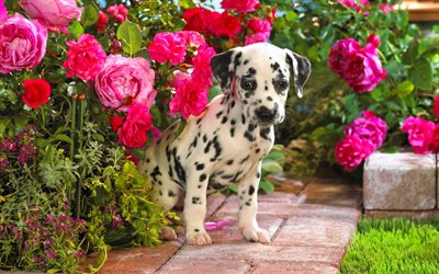Dalmatien, chiot, les fleurs, les chiens domestiques, animaux mignons, HDR, Dalmatien Chien, animaux de compagnie, chiens