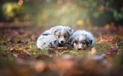 Australian Shepherd Dog, little white puppies, cute animals, forest, autumn, yellow leaves, puppies with blue eyes, dogs, Aussie