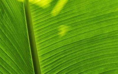 green leaf rakenne, lehdet tausta, kasvien rakenne, vihre&#228; eco tausta