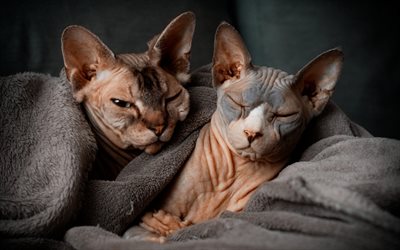 cats without hair, sphynx, pets, cats, cute animals