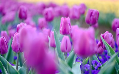tulipes violettes, fleurs sauvages, tulipes, fleurs violettes, fond avec tulipes, belles fleurs
