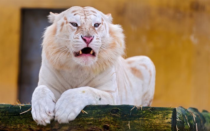 tigre blanco, depredador, el zoo, la nieve tigre
