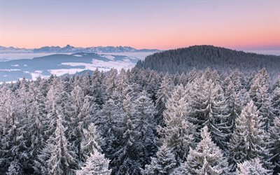 sunset, vinter, skogen, sn&#246;, tr&#228;d, vinterlandskap