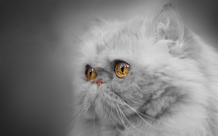 Gato persa gris, esponjoso gato, gatito gris, animales lindos, ojos grandes