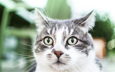 American Wirehair Cat, 4k, muzzle, pets, cute animals, cats, domestic cat, American Wirehair