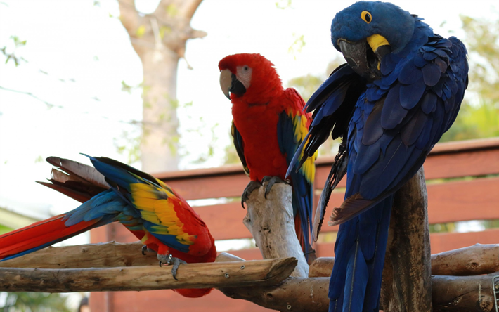 hermosos loros, guacamayos, guacamayo rojo, Jacinto de guacamayos, blue parrot