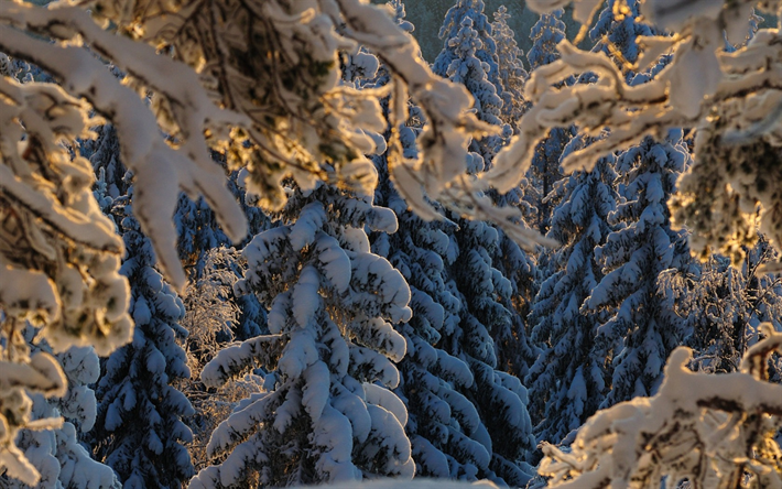 paisagem de inverno, floresta, neve, p&#244;r do sol, floresta coberta de neve
