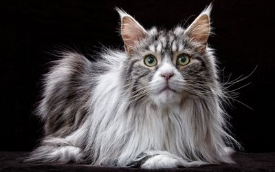 Maine coon, fluffy cat, pets, gray cat