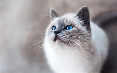Birman Cat, 4k, muzzle, pets, blue eyes, Birman, cats, Birmans