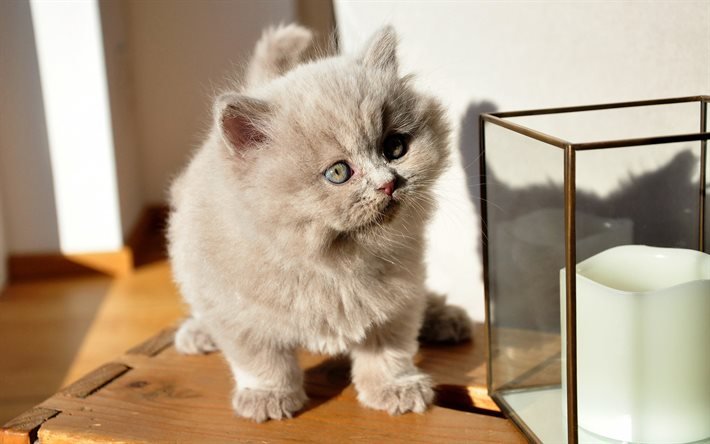ブリティッシュショートヘアの猫, 灰色の子猫, ふわふわ子猫, かわいい動物, ウンピョウ, 子ねこ