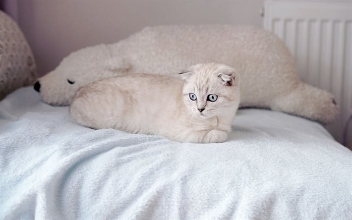 Scottish Fold, white cats, pets, cat on the bed, white scottish fold cat
