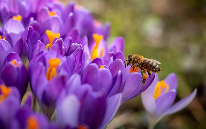 ape sui fiori, crochi, fiori primaverili, api che raccolgono miele, fiori viola, crochi viola