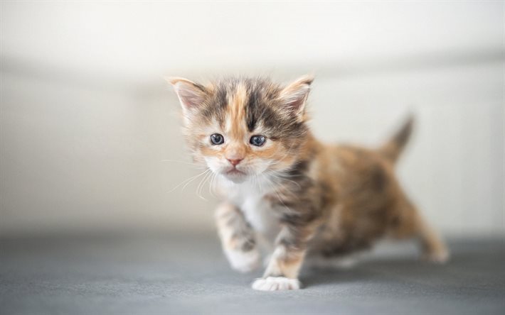 kitten, Maine Coon, cute animals, small kitten, cats