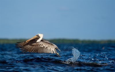pelicano, lago, decolando, aves, inicial, voo