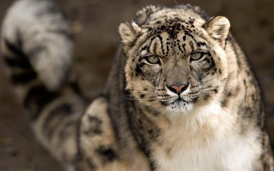 snow leopard, le chat sauvage, la faune, l&#233;opard