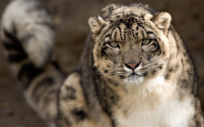 snow leopard, raubkatze, wildtiere, leopard