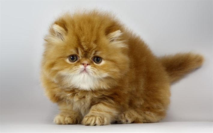 small fluffy kitten, ginger kitten, small cat, cute animals, pets