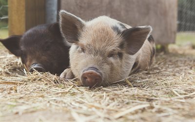 small pigs, farm, cute animals, black pig, pigs