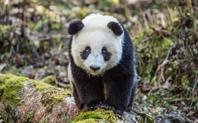 panda, Hayvanat Bah&#231;esi, 4k, sevimli hayvanlar, ayılar, komik hayvanlar