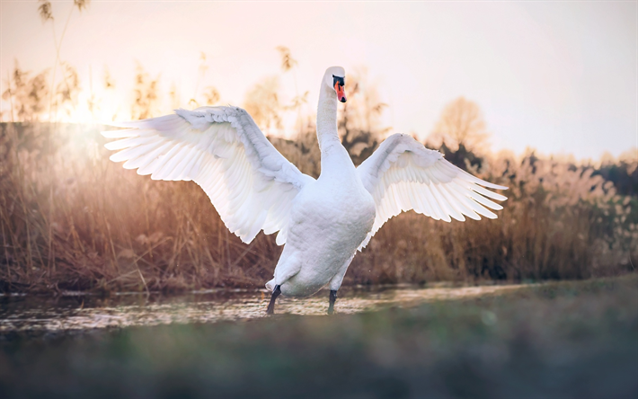 white swan, close-up, wildlife, white bird, lake, swans, Cygnini