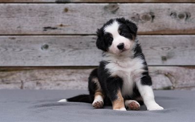 Border Collie, black and white puppy, cute little dog, pets, dogs