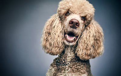 poodle, curly dog, pets, cute animals, dogs, gray poodle